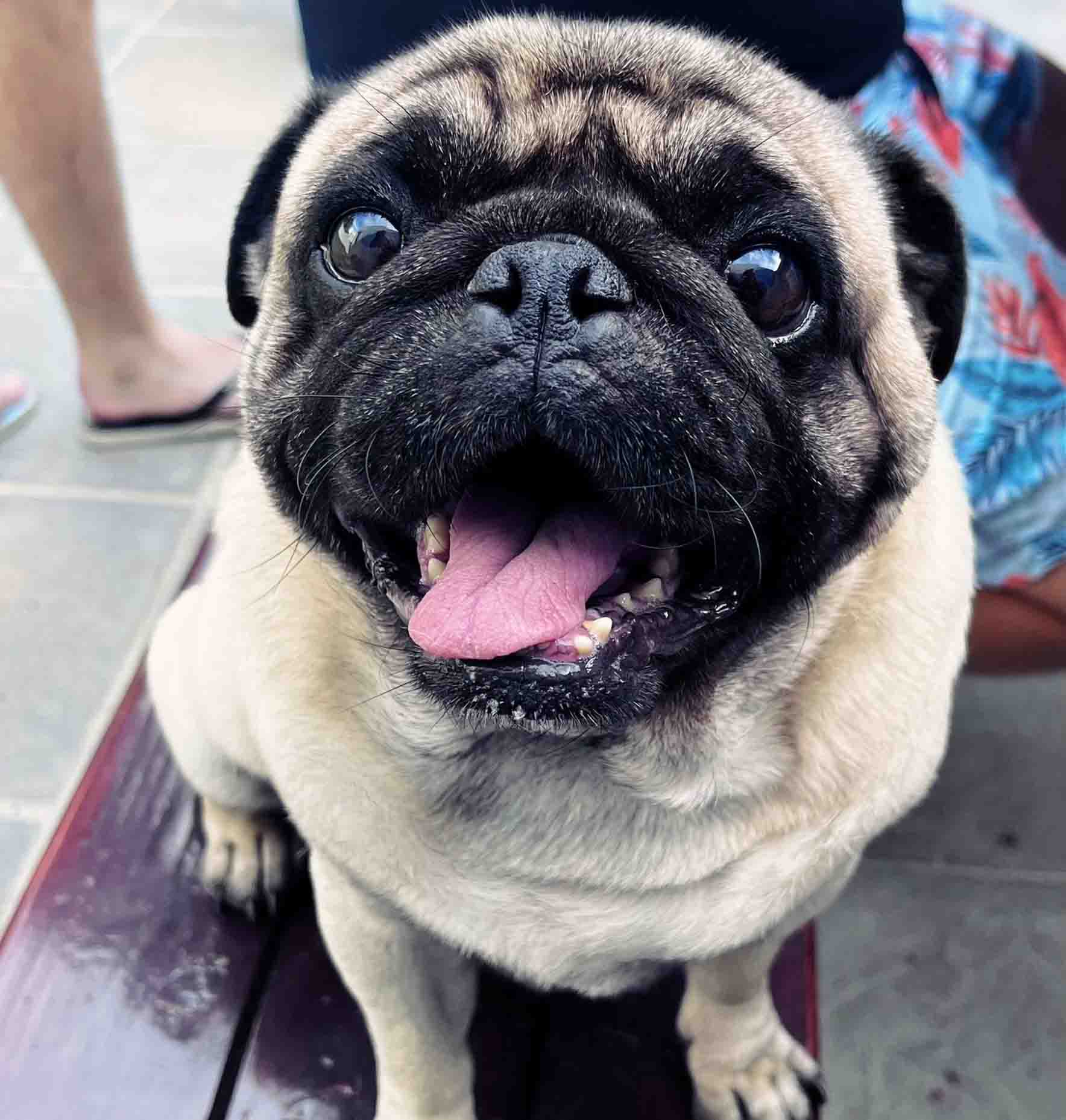 Pug with Tounge Out