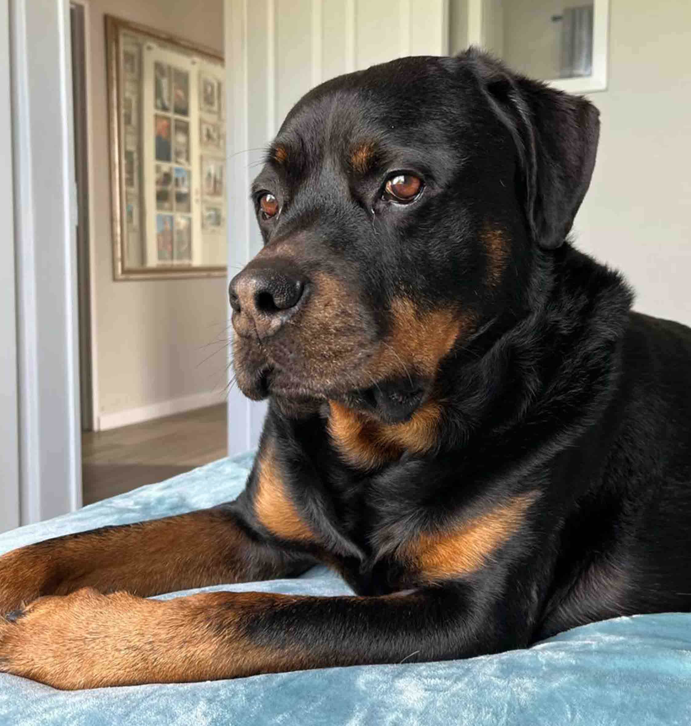 Proud Black Dog Sitting