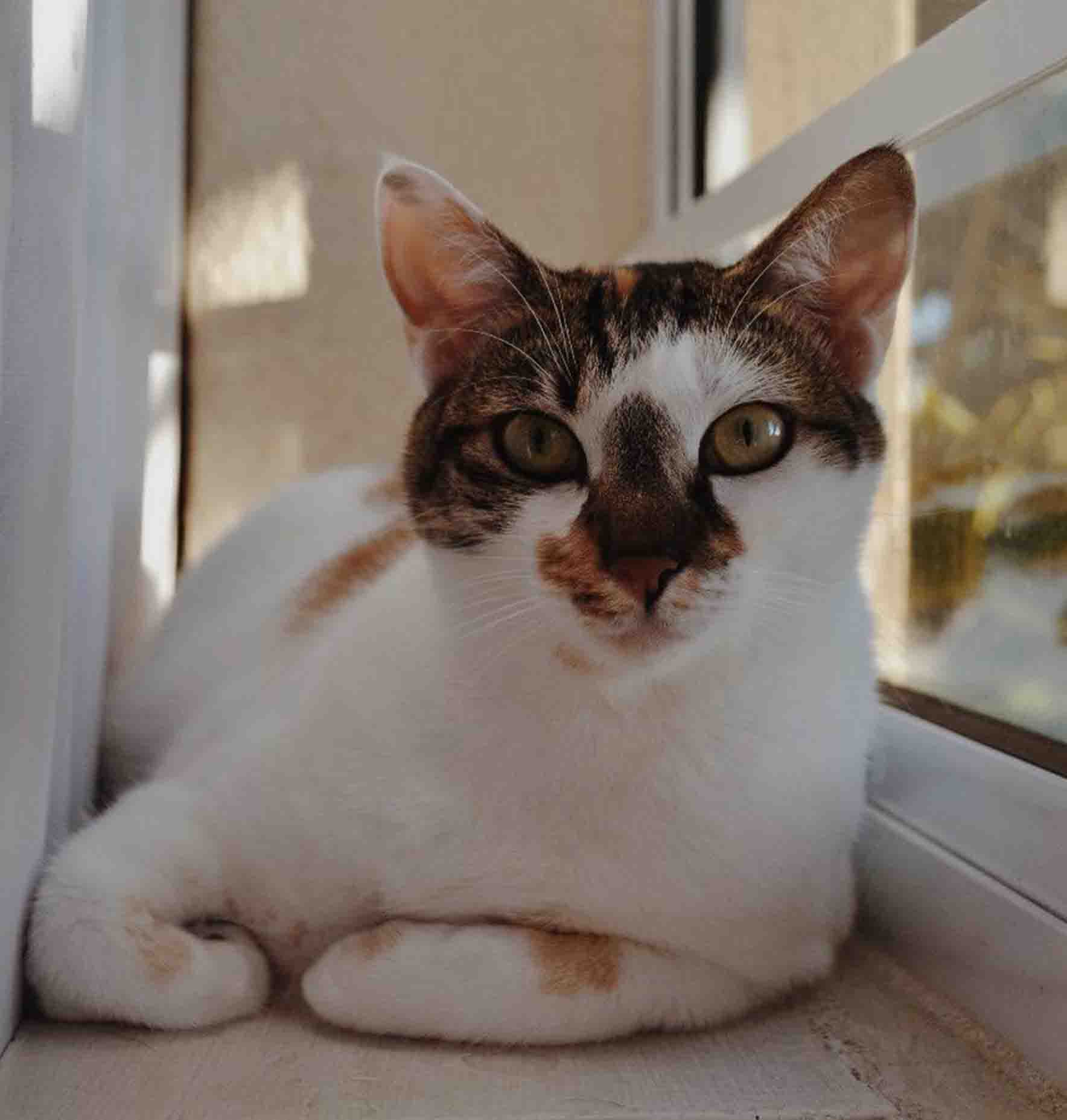 Patchy Cat Sitting on Windowsill