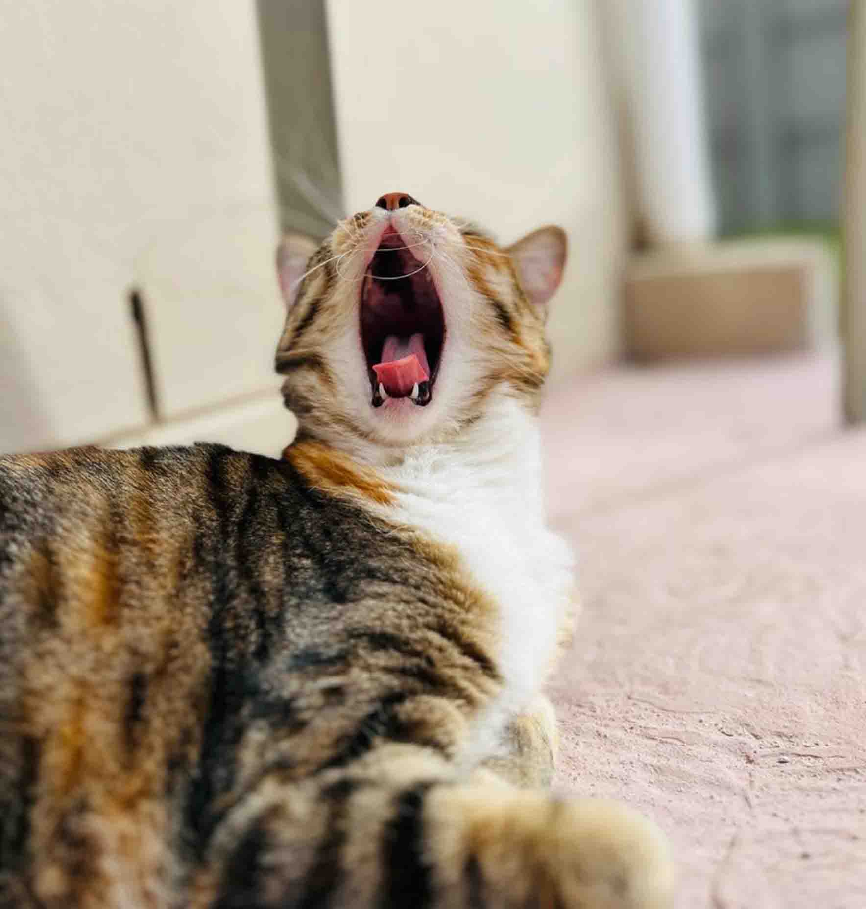 Yawning Cat