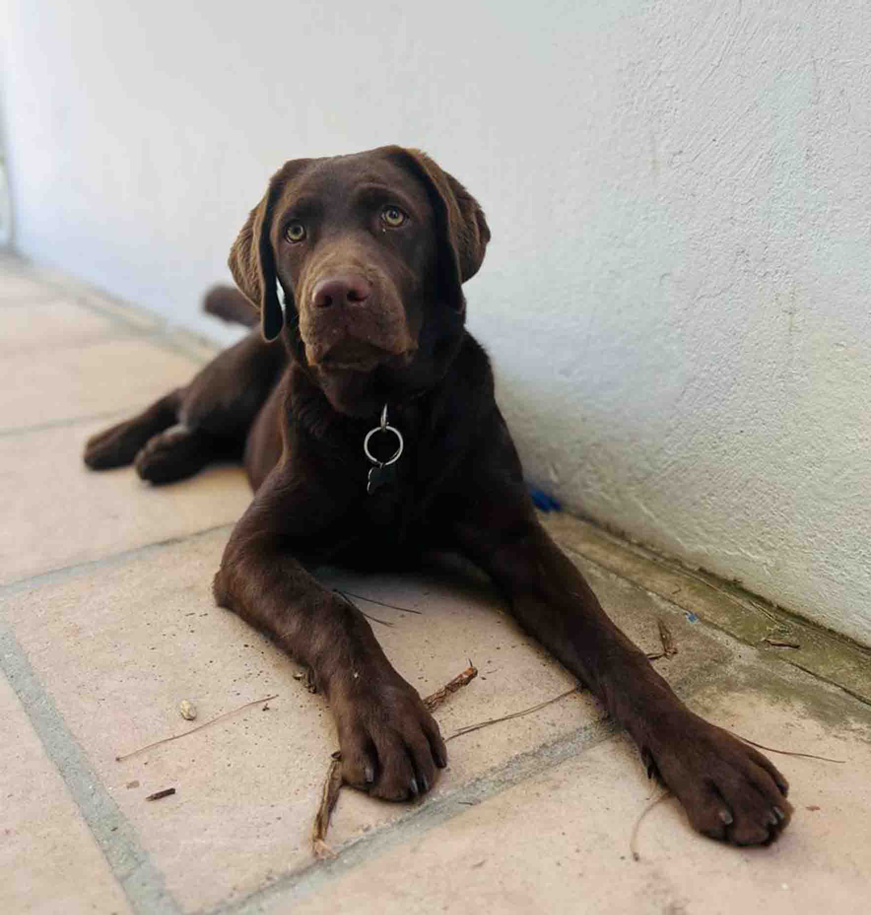 Chocolate Brown Labrador