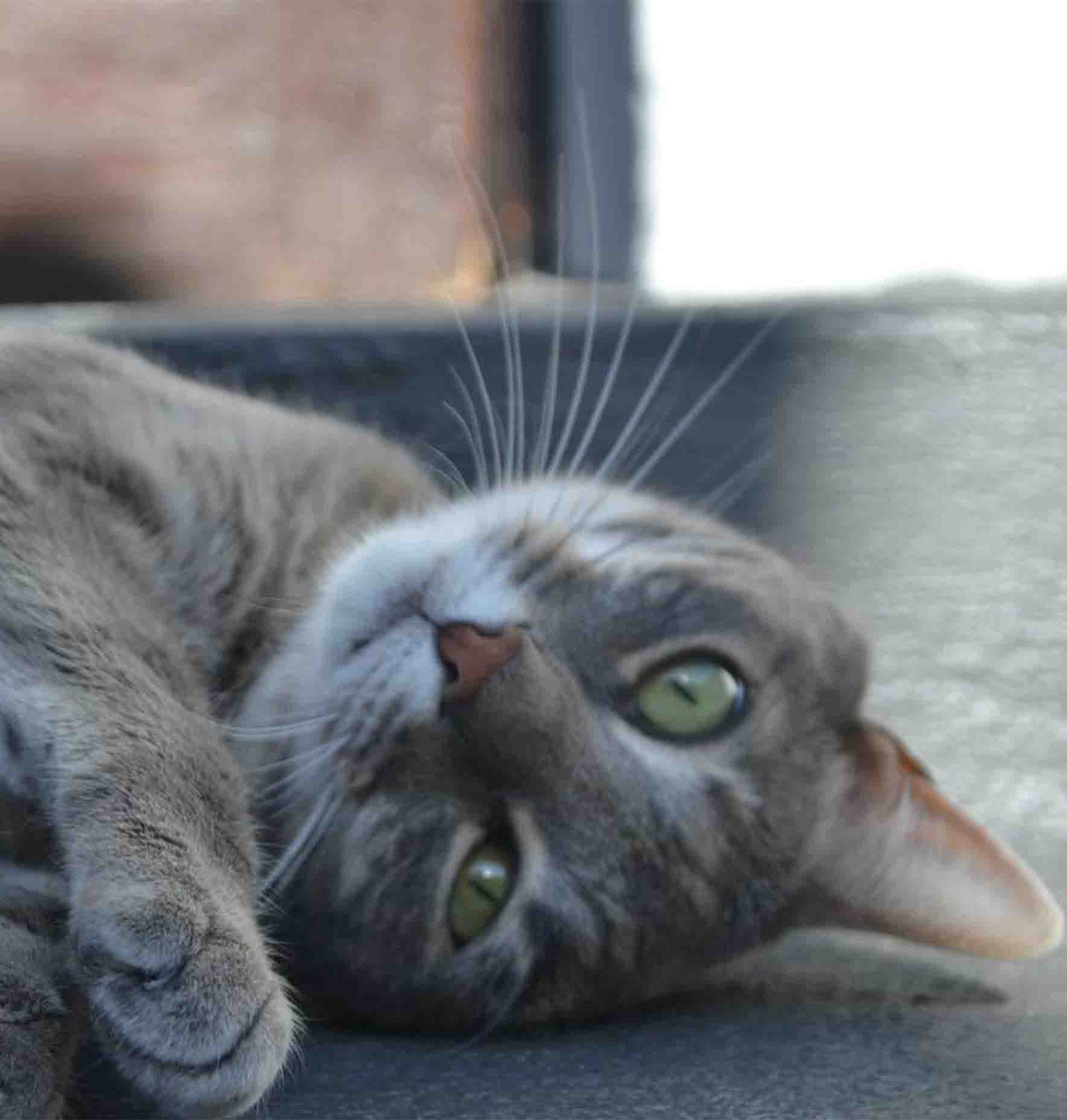 Grey Cat Laying Down