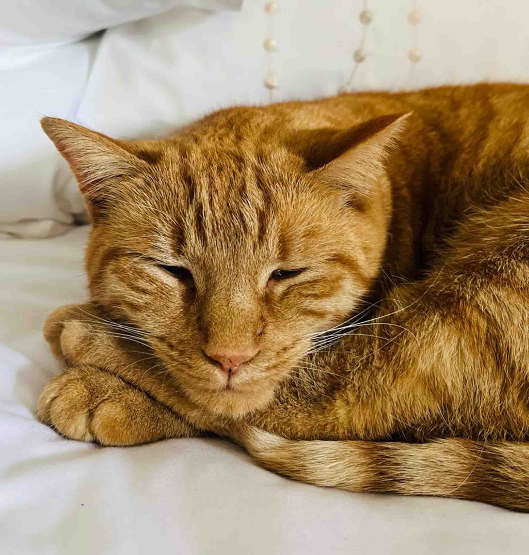 Ginger Cat Sleeping